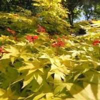 Atelier jardin : visite d'un jardin privé